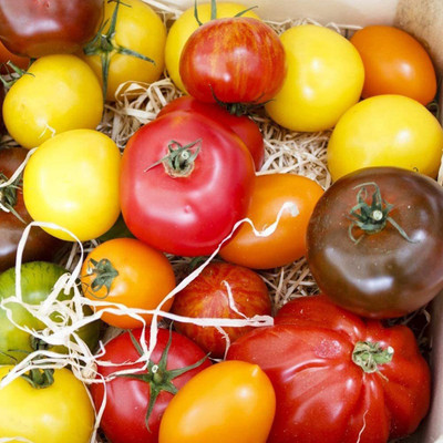 CYBEXIS Fast Germination Non-genetically Modified Mix Tomato Seeds1000 Seeds Seed(1000 per packet)