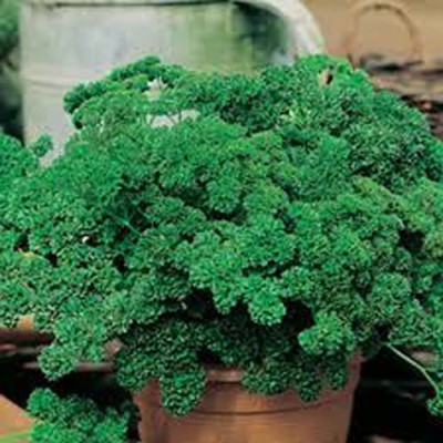 VibeX ® VXI-120 Curly-Leaf Parsley Paramount Green Seed(500 per packet)