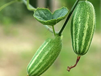 ibains Pointed gourd seed Seed(23 per packet)