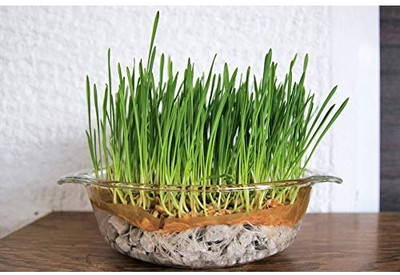 KNESSiN Organic Non-Gmo Non-Hybrid Seeds - Wheatgrass Seed(1000 per packet)