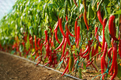 Kodali Hybrid F1 Chilli Seeds Pack Of 48 Seed(48 per packet)