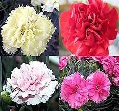 Epazo Carnation Flower Mixed Colour F1 Hybrid Seed(20 per packet)