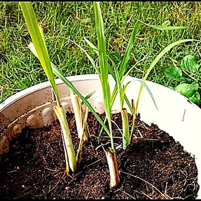 MAA Lemon Grass Seed(20 per packet)