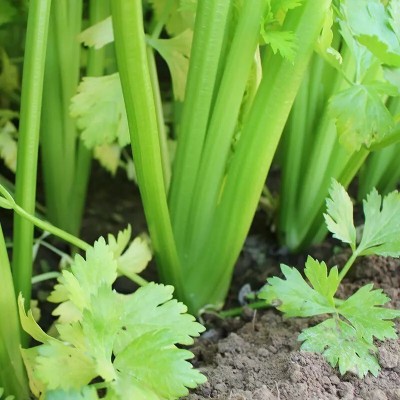 Quentova Green Celery Herb/Vegetable-6T-XLR Seed(150 per packet)