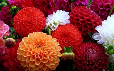 Aywal Mixed Color Dahlia Non-GMO Fresh Seed(100 per packet)