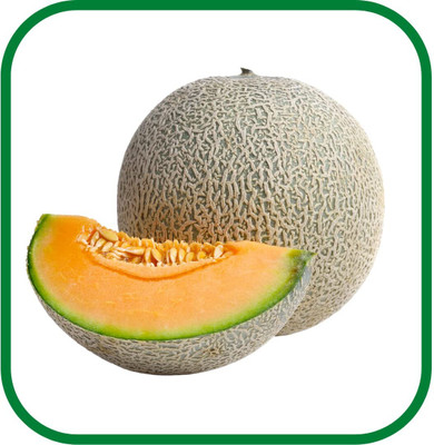 CYBEXIS VXI-19 - MUSK MELON - (1350 Seeds) Seed(1350 per packet)