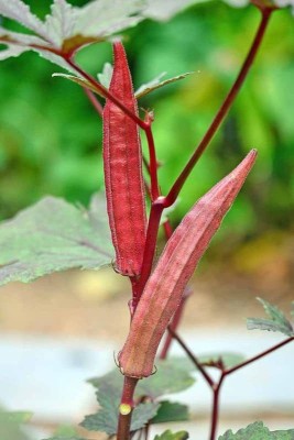 KANAYA Okra Red Burgundy F1 Hybrid Vegetable Seed(110 per packet)