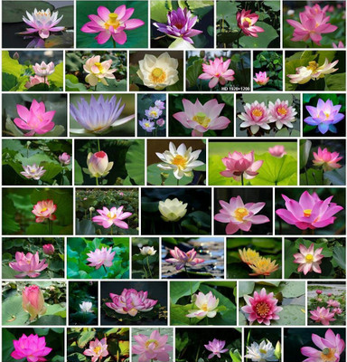 CYBEXIS NDIR-85 - Mixed Lotus - (270 Seeds) Seed(270 per packet)