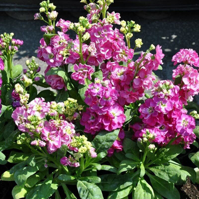 KANAYA Stock Matthiola Incana Double Mix Flower Seed(20 per packet)