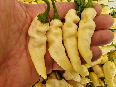 Biosnyg Hybrid Devils Tongue White Chilli Vegetable Seeds For Gardening-(400 Seeds) Seed(400 per packet)