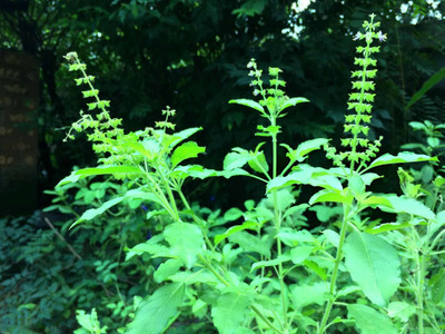 ARTA Tulsi Seeds For Planting Seed(140 per packet)