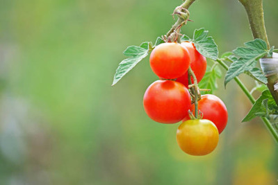 Boopow tomato Seed(105 per packet)