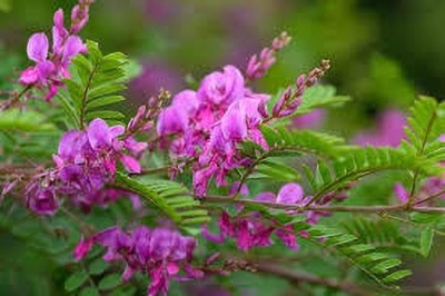 VENUS ONLINE Neela Amari (Indigofera tinctoria) Medicinal Live Plant Seed(1 per packet)