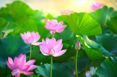 SHYAM lotus,kamal gatta Seed(10 per packet)