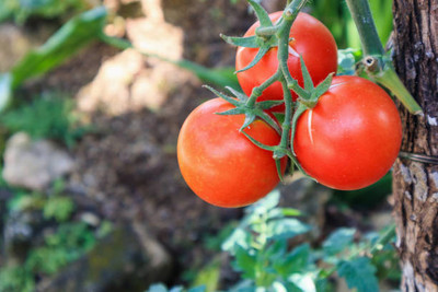 HYBRID CUCUMBER SEEDS tomato Seed(120 per packet)
