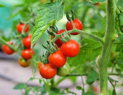 XOLDAA hybrid f1 quality tomato seeds Seed(25 per packet)