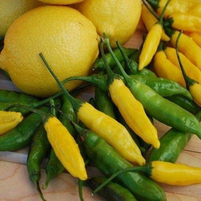 CYBEXIS High Germination Pepper Chilli - Hot Lemon Seeds1200 Seeds Seed(1200 per packet)