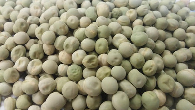 Qualtivate FXL-5AT Pea Alaska Great Heirloom Seed(200 per packet)