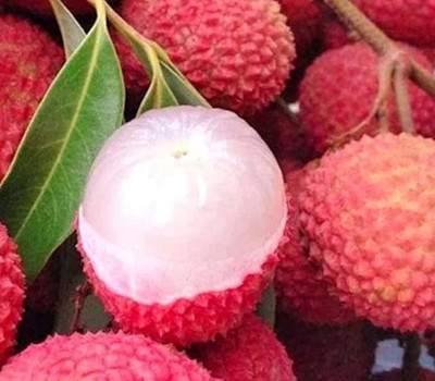 Aro Litchi, Lichi, Lychee Seed(15 per packet)