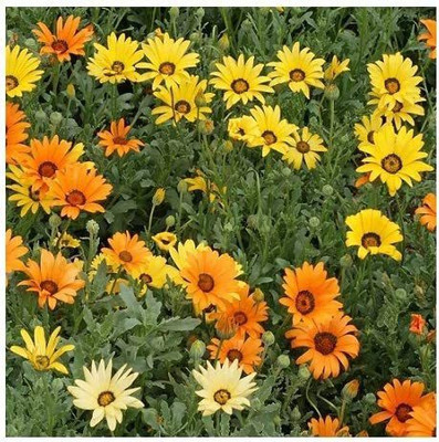 CYBEXIS Mixed' / Namaqualand Daisy/Seeds Seed(50 per packet)