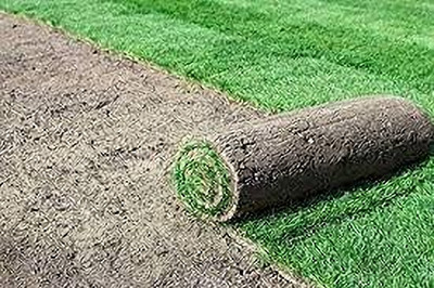 BJUBAS planting bermuda grass from seed pack of 2370 Seed(2370 per packet)