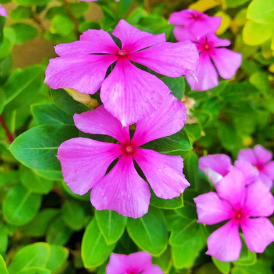 ibains Vinca plant seeds Seed(32 per packet)