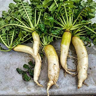 Aro Radish Red, Muli Seed(150 per packet)