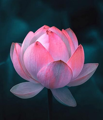 jkfarm Lotus, Kamal Seed(21 per packet)