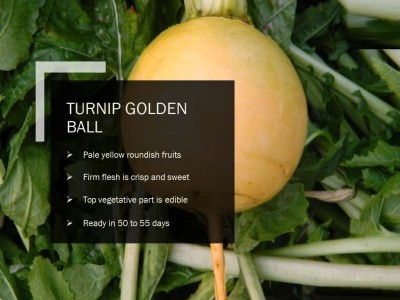 CYBEXIS TURNIP GOLDEN BALL SEEDS(2500 Seeds) Seed(2500 per packet)