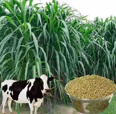 SEMINA VITA Sweet Sudan Fodder, Multicutting grass For Cow/goat/buffaloes Seed, HYBRID SEED Seed(3700 per packet)