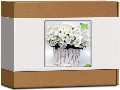CYBEXIS Petunia- White Flower Seeds-50 Seeds Seed(50 per packet)