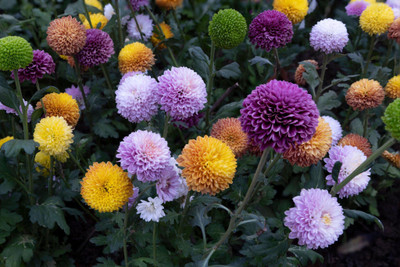N.G.M. AGROCARE Zinnia Dahlia Double Mixed Flower ( Each 2g Total 4g ) Seed(4 g)