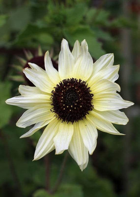 Aywal Sunflower Flower Seed(20 per packet)