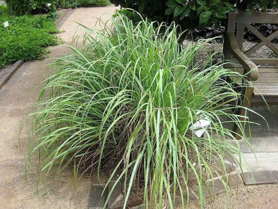 Qualtivate LXI-89 Lemon Grass seeds (Hybrid) Seed(500 per packet)