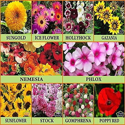 CYBEXIS Combo Of 10 Varieties of Flower Seed Seed(10 g)