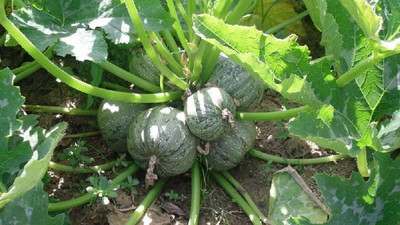 Qualtivate HYB-9A Zucchini Round Summer Squash Seed(30 per packet)