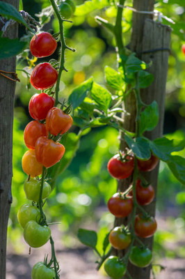 MORENK tomato Seed(70 per packet)