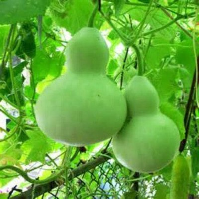 Qualtivate HYB-3A Mix of Large & Medium Bottle Gourd Seeds Seed(50 per packet)