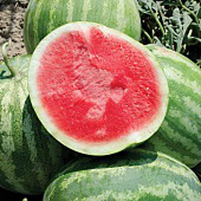 VibeX NBIR-8 - Red Rock Watermelons (less) - (450 Seeds) Seed(450 per packet)
