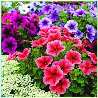 CYBEXIS KGF -54 - Rare Flower Petunia - Reflections Mix - (180 Seeds) Seed(180 per packet)