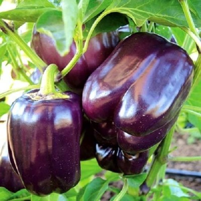 Qualtivate ICRA-4A California Wonder Pepper Seeds Seed(100 per packet)