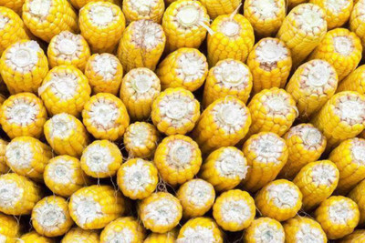 WILLVINE AGRI -IV Reid's Yellow Dent Field Corn -[1Kg] Seed(4000 per packet)