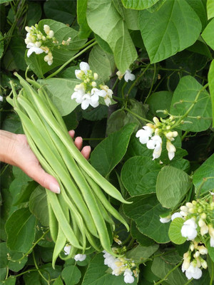 KNESSiN Runner Bean Moonlight Seed(50 per packet)