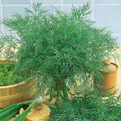 CYBEXIS GBPUT-95 - Dill - (750 Seeds) Seed(750 per packet)