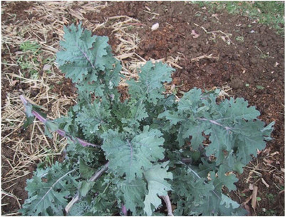 CYBEXIS Kale Heirloom - RED Russian2000 Seeds Seed(2000 per packet)