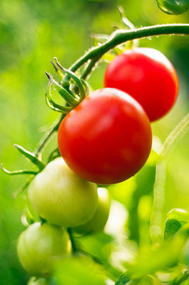 ZENISO tomato Seed(70 per packet)