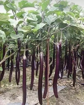 SUAA Brinjal long High Germination Seed(350 per packet)