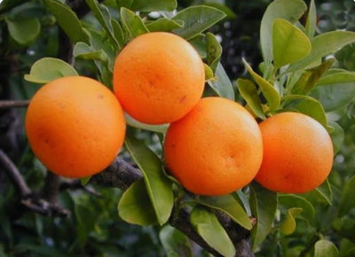 SHYAM Sweet Nagpur OrangeLemon Plant. Seed(1 per packet)