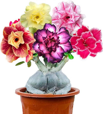 Qualtivate XL-441 Adenium obesum Mixed Colours Seed(30 per packet)