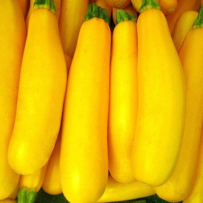 CYBEXIS Hybrid Summer Squash Zucchini Seeds 400 Seeds Seed(400 per packet)